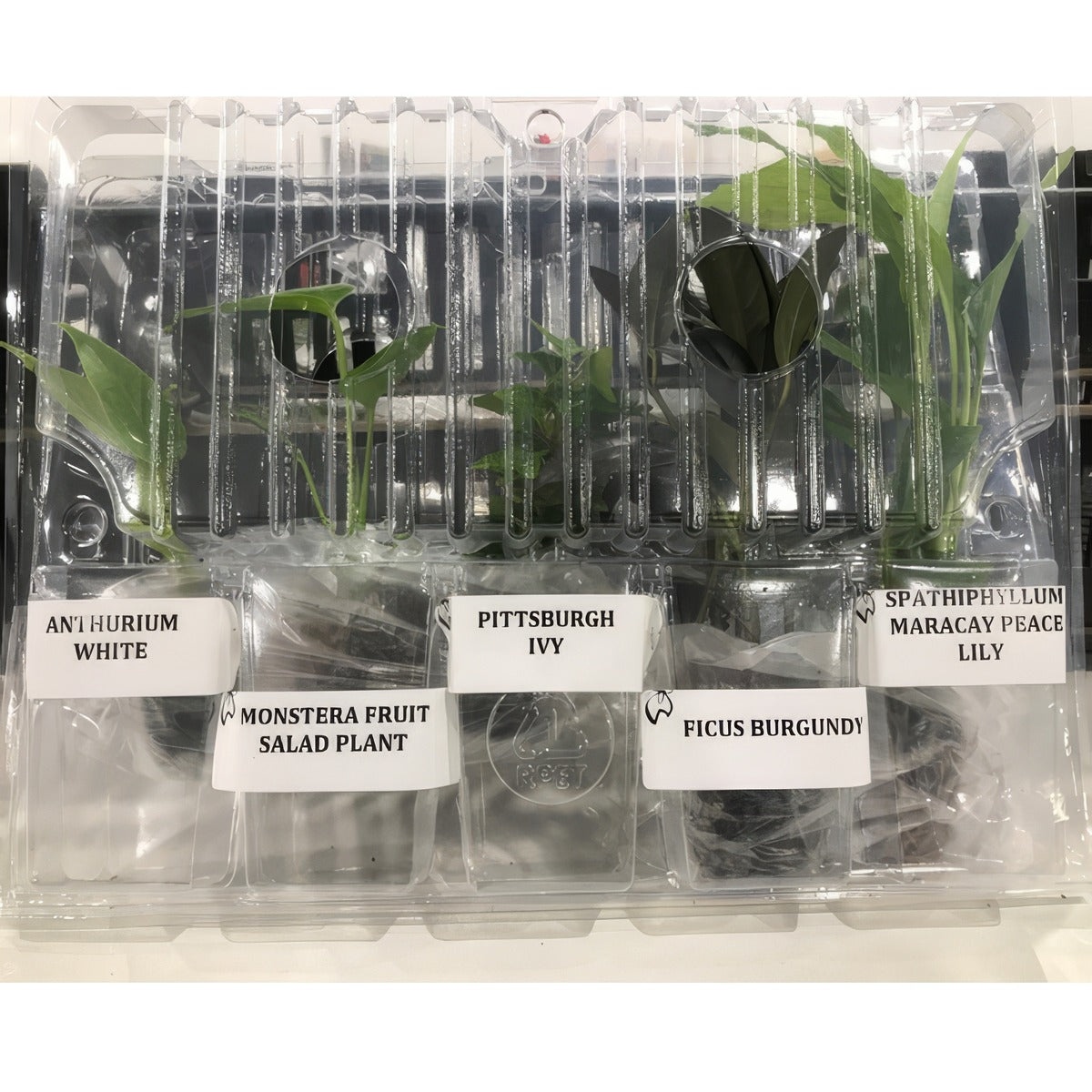 Indoor Plants Starter Pack - Garden Express Australia