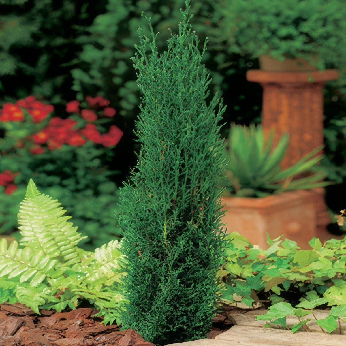 Conifer Italian Pencil Pine Fm16100700pa 15 - Garden Express Australia