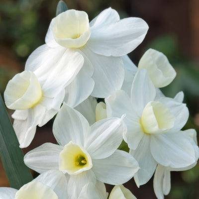 Jonquil Silverchimes 3 Pkjonsch 2026 - Garden Express Australia