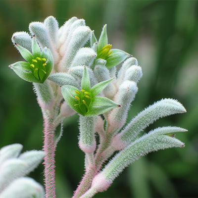 Kangaroo Paw Bush Diamond Lpokpabdi 2020 - Garden Express Australia