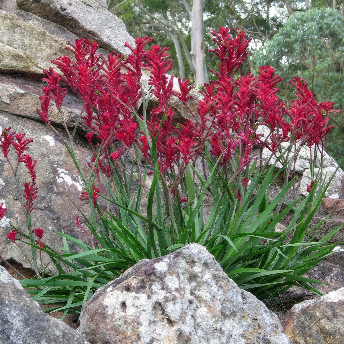 Kangaroo Paw Bush Elegance Lpokpabel - Garden Express Australia