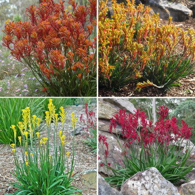 Kangaroo Paw Collection Colkpacol - Garden Express Australia