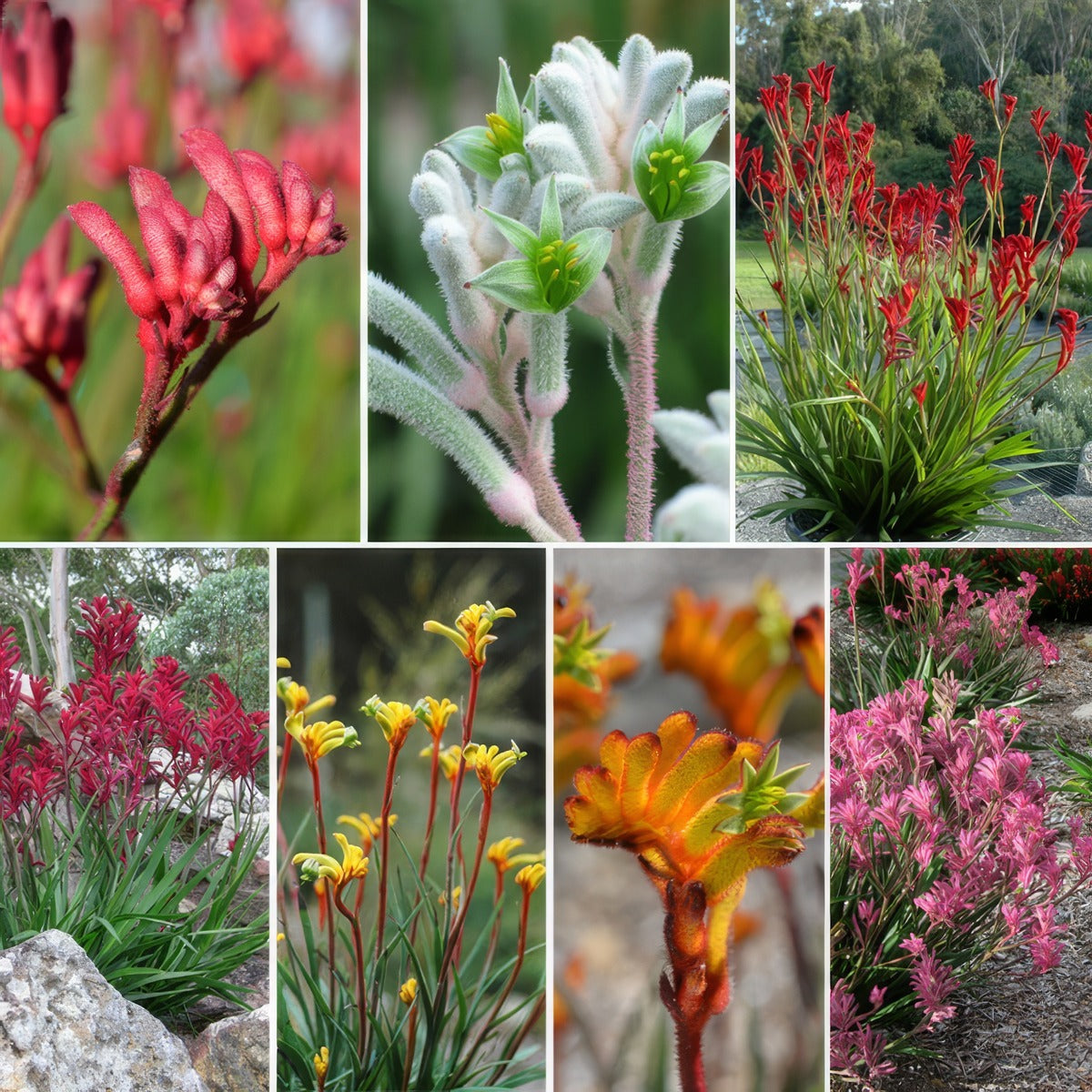 Kangaroo Paw Lucky Dip Collection Colkpaldi - Garden Express Australia