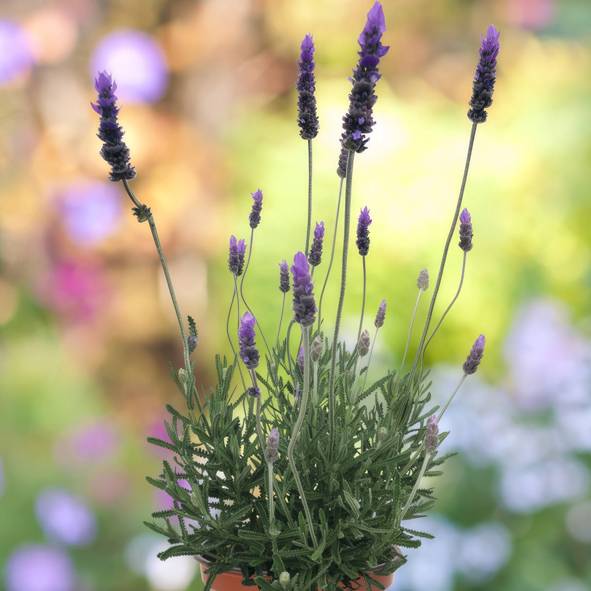 Lavender La Diva Imperial Plulavimp - Garden Express Australia
