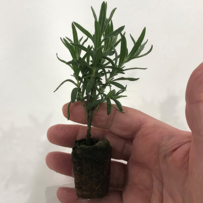 Lavender Plug - Garden Express Australia