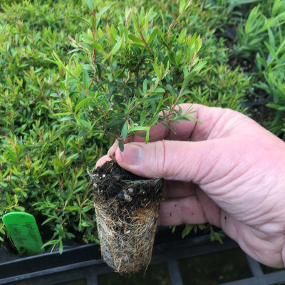 Leptospermum Little Bun Plug - Garden Express Australia