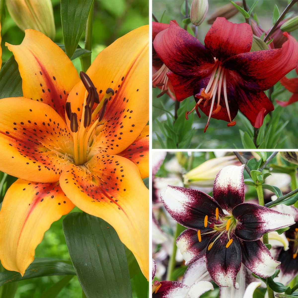 Lilium Bicolour Collection 2024 Collilbco - Garden Express Australia