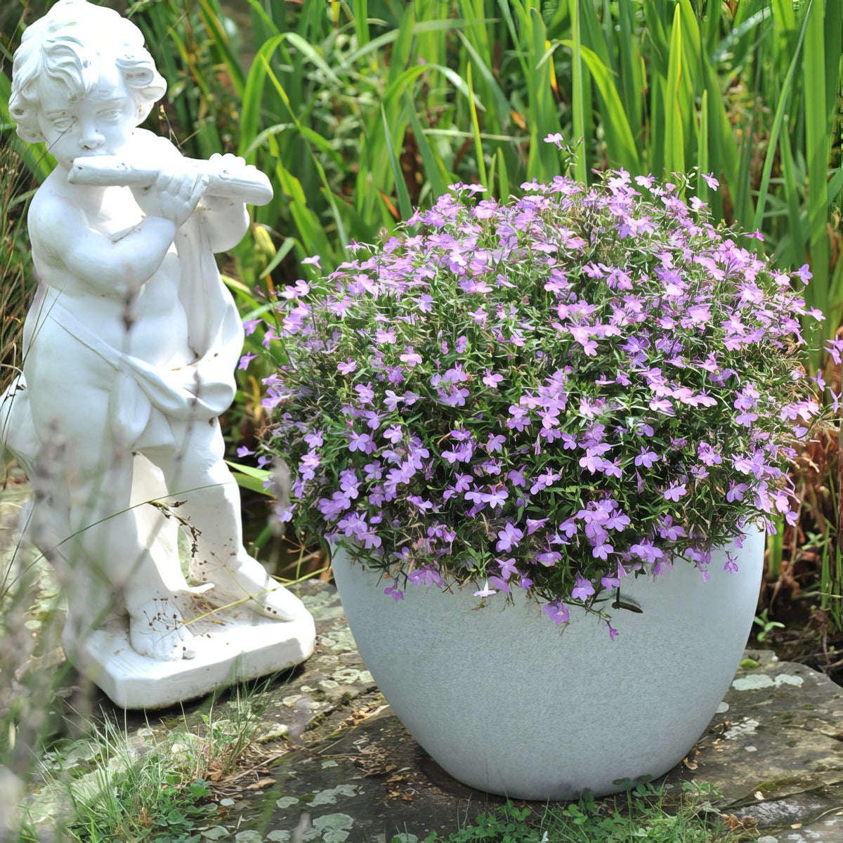 Lobelia Bella Rosa Lpllobbrs - Garden Express Australia