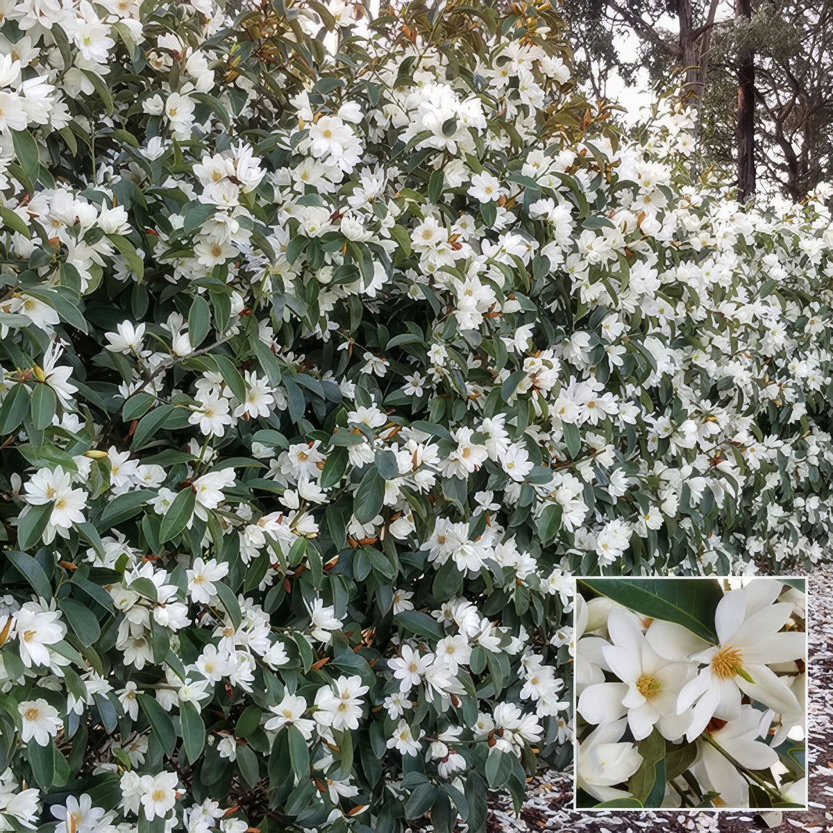Fairy Magnolia White Hedge Collection Colmagfwh - Garden Express Australia