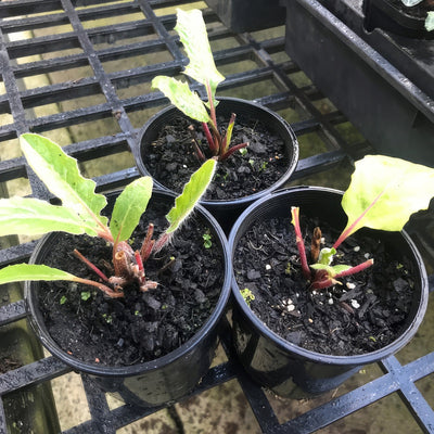 Mini Gerbera Lucky Dip - Garden Express Australia