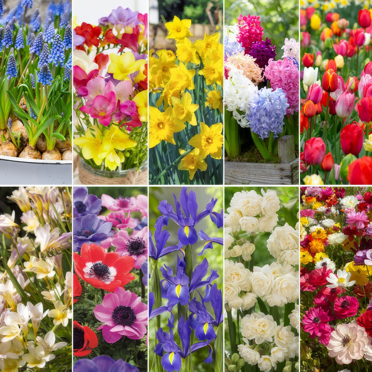 Mega Gardners Favourite Collection Colmgfcol 2026 - Garden Express Australia