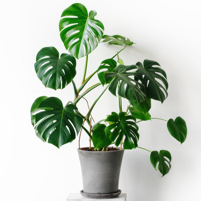 Monstera Monster Pack Colmonmpk 2 - Garden Express Australia