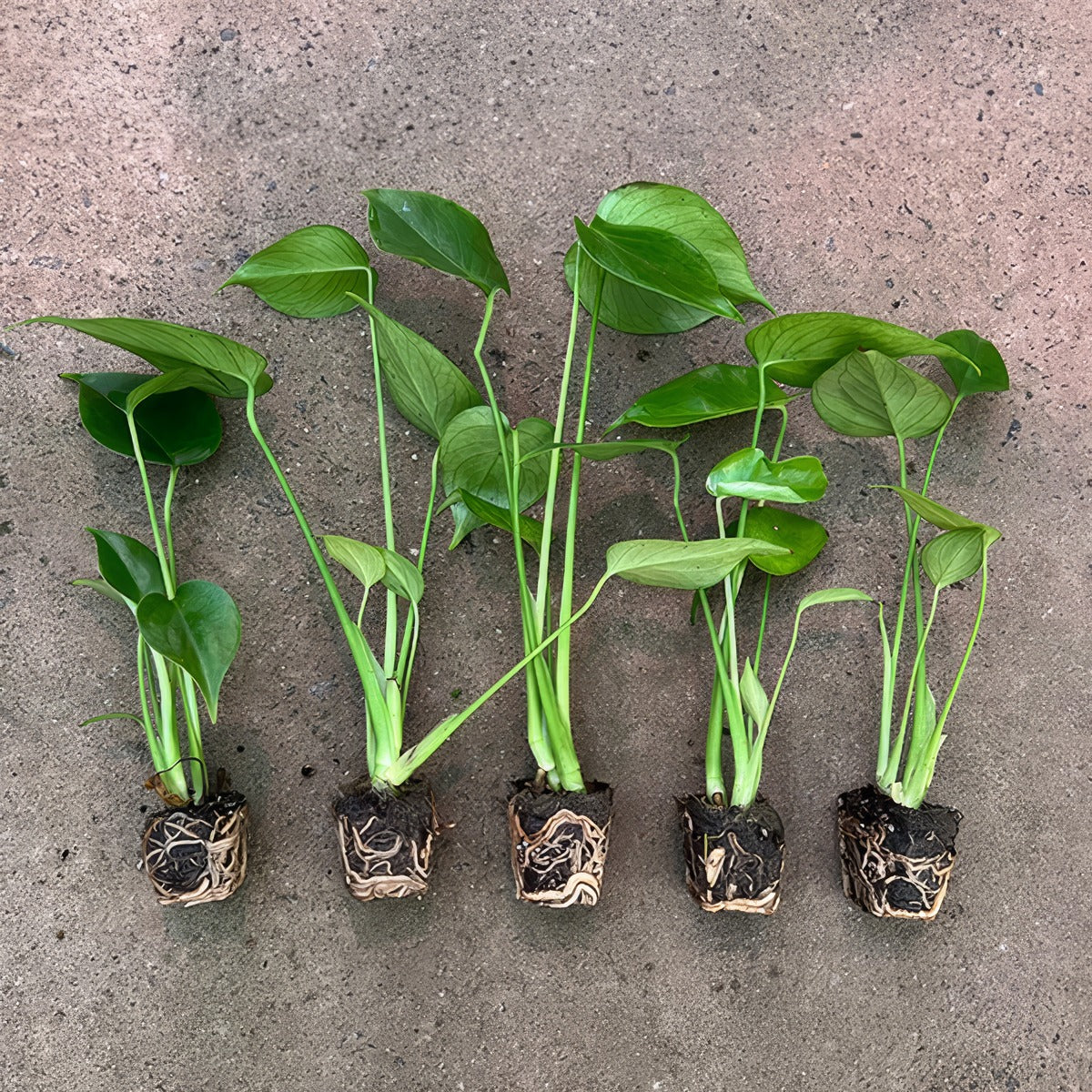 Monstera Monster Pack Colmonmpk 4 - Garden Express Australia