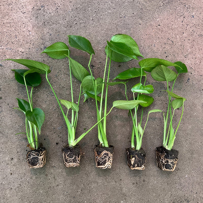 Monstera Monster Pack Colmonmpk 4 - Garden Express Australia