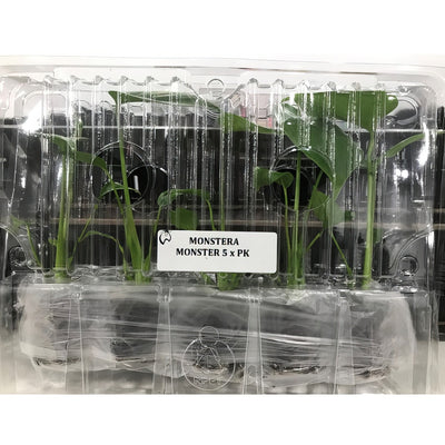 Monstera Monster Pack - Garden Express Australia