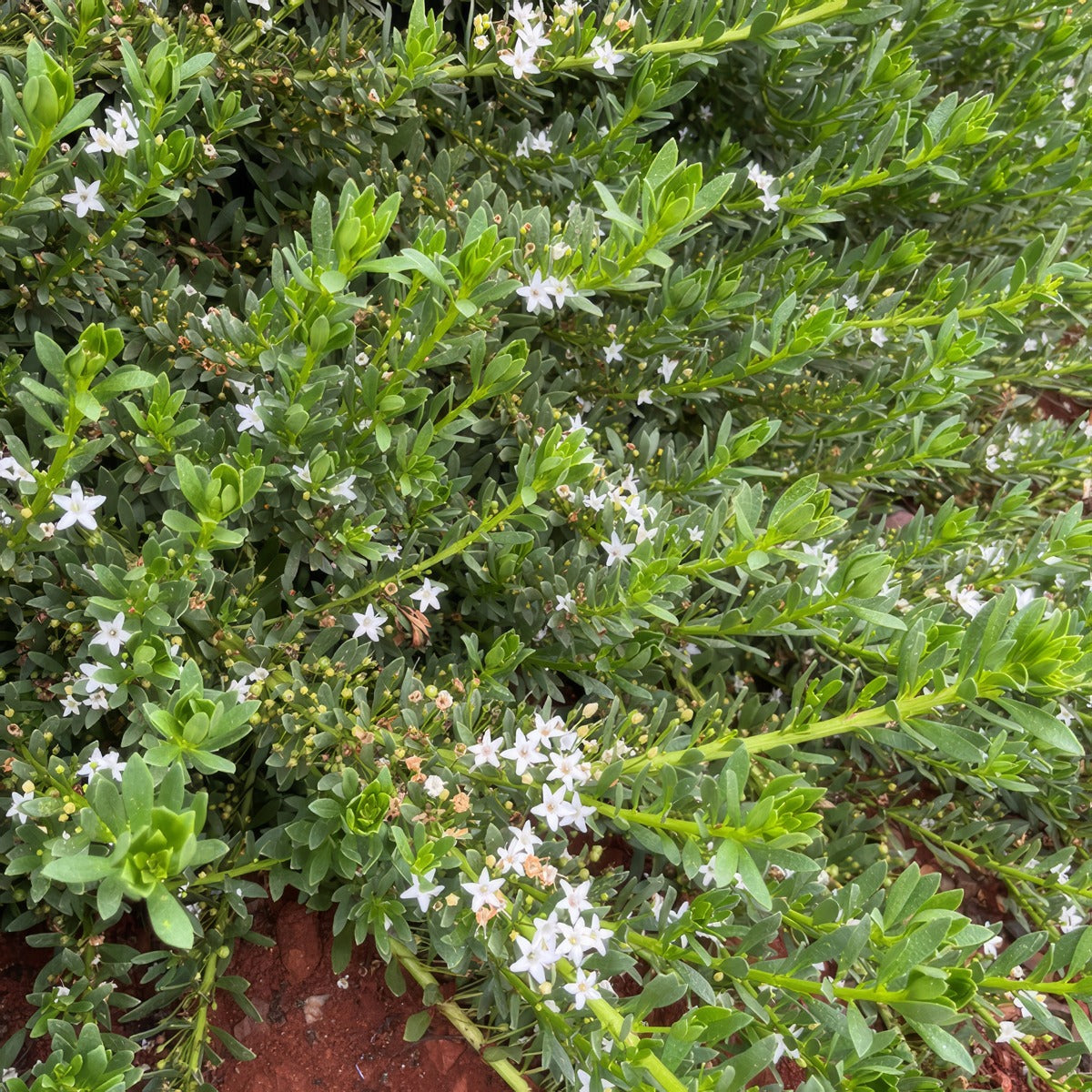 Myoporum Broad Leaf Creeping Boobialla White - Garden Express Australia