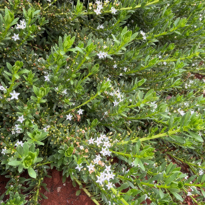Myoporum Broad Leaf Creeping Boobialla White - Garden Express Australia
