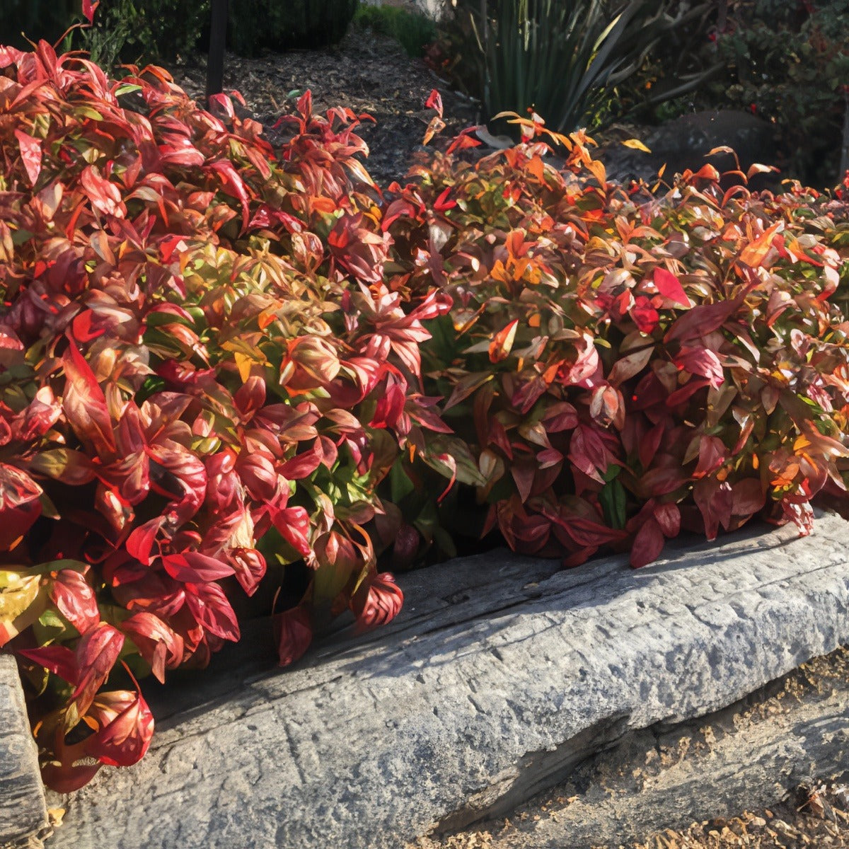 Nandina Nana Lponandin 2017 - Garden Express Australia