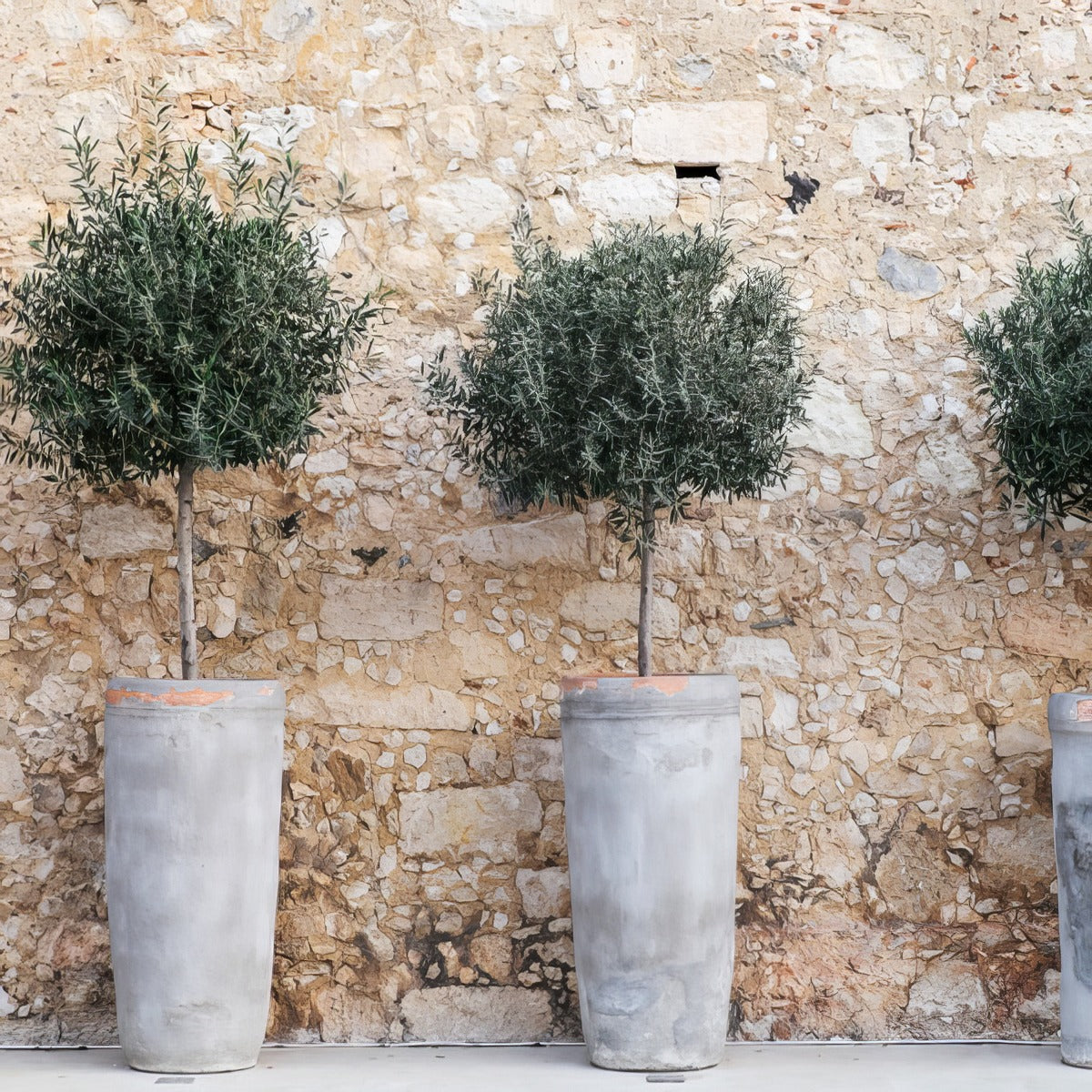 Olive Verdale Std Pots - Garden Express Australia