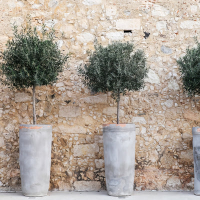 Olive Verdale Std Pots - Garden Express Australia