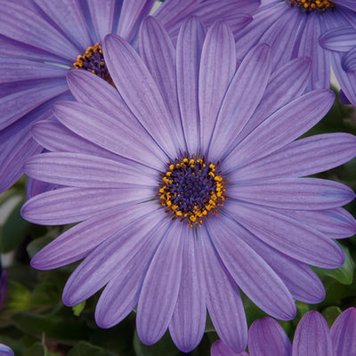 Osteospermum Power Packed Blue - Garden Express Australia