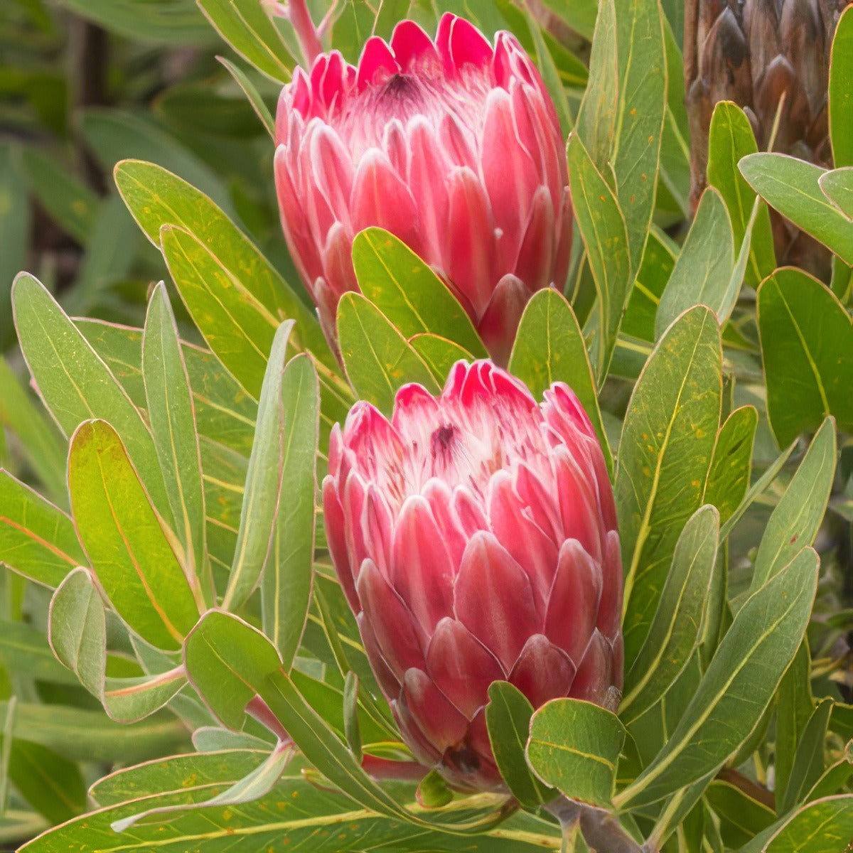 Protea Special Pink Ice St 275354324 15 - Garden Express Australia