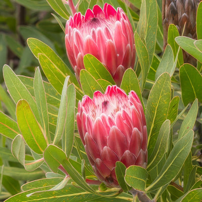 Protea Special Pink Ice St 275354324 15 - Garden Express Australia