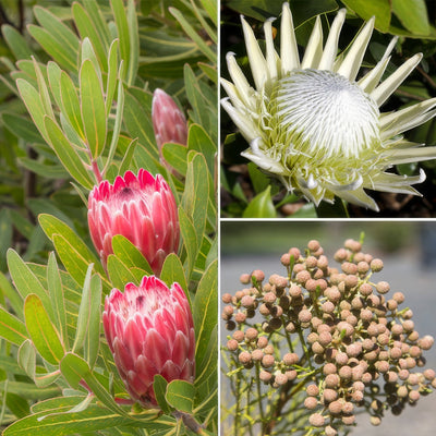 Proteaceae Cut Flower Collection Colpcflco - Garden Express Australia