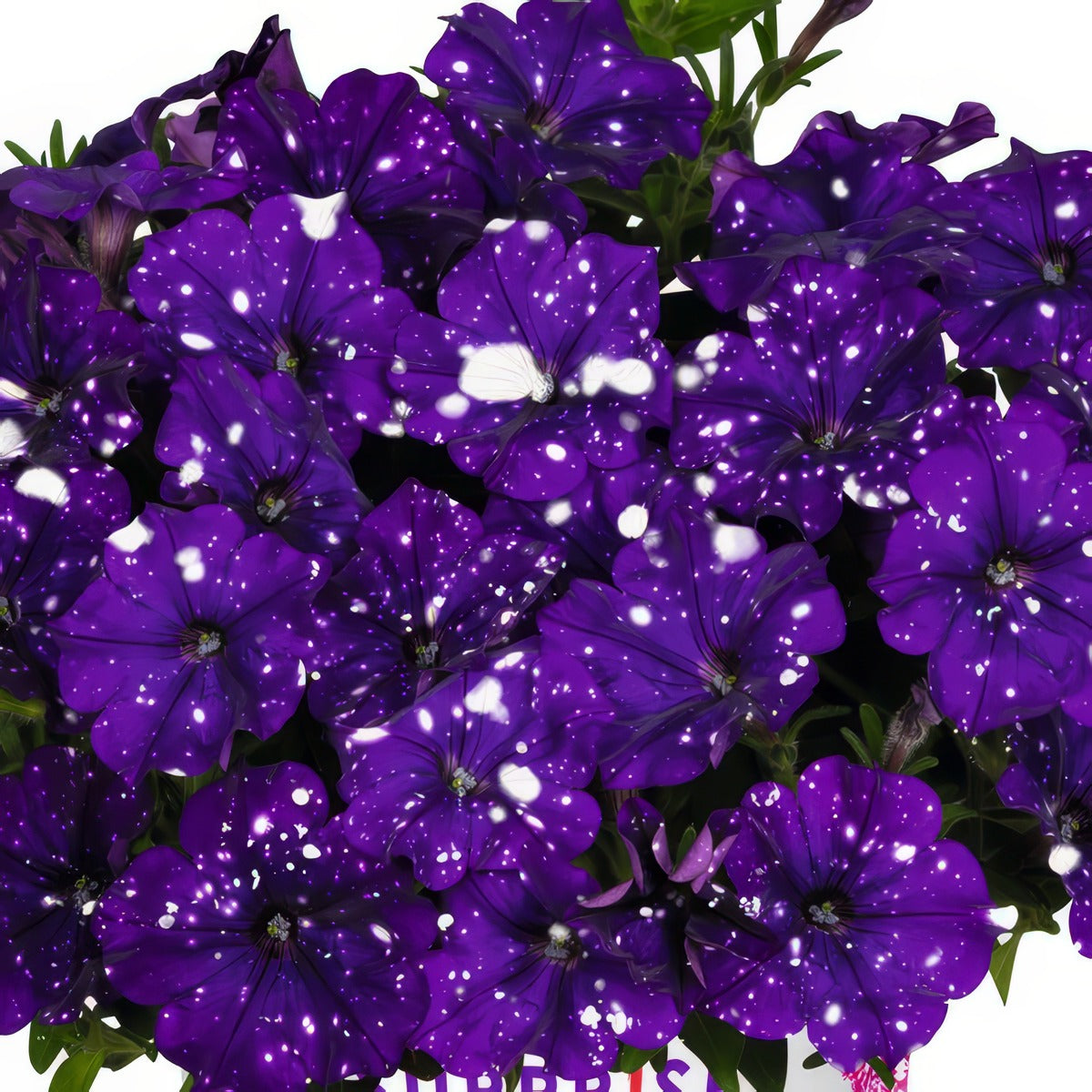 Petunia Sparkling Blue - Garden Express Australia
