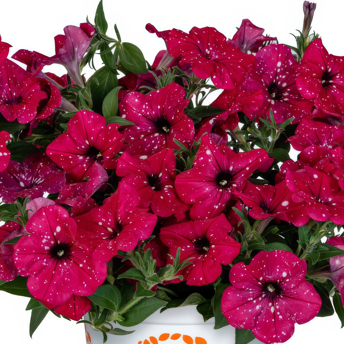 Petunia Sparkling Cardinal - Garden Express Australia
