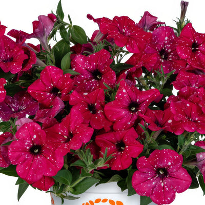 Petunia Sparkling Cardinal - Garden Express Australia