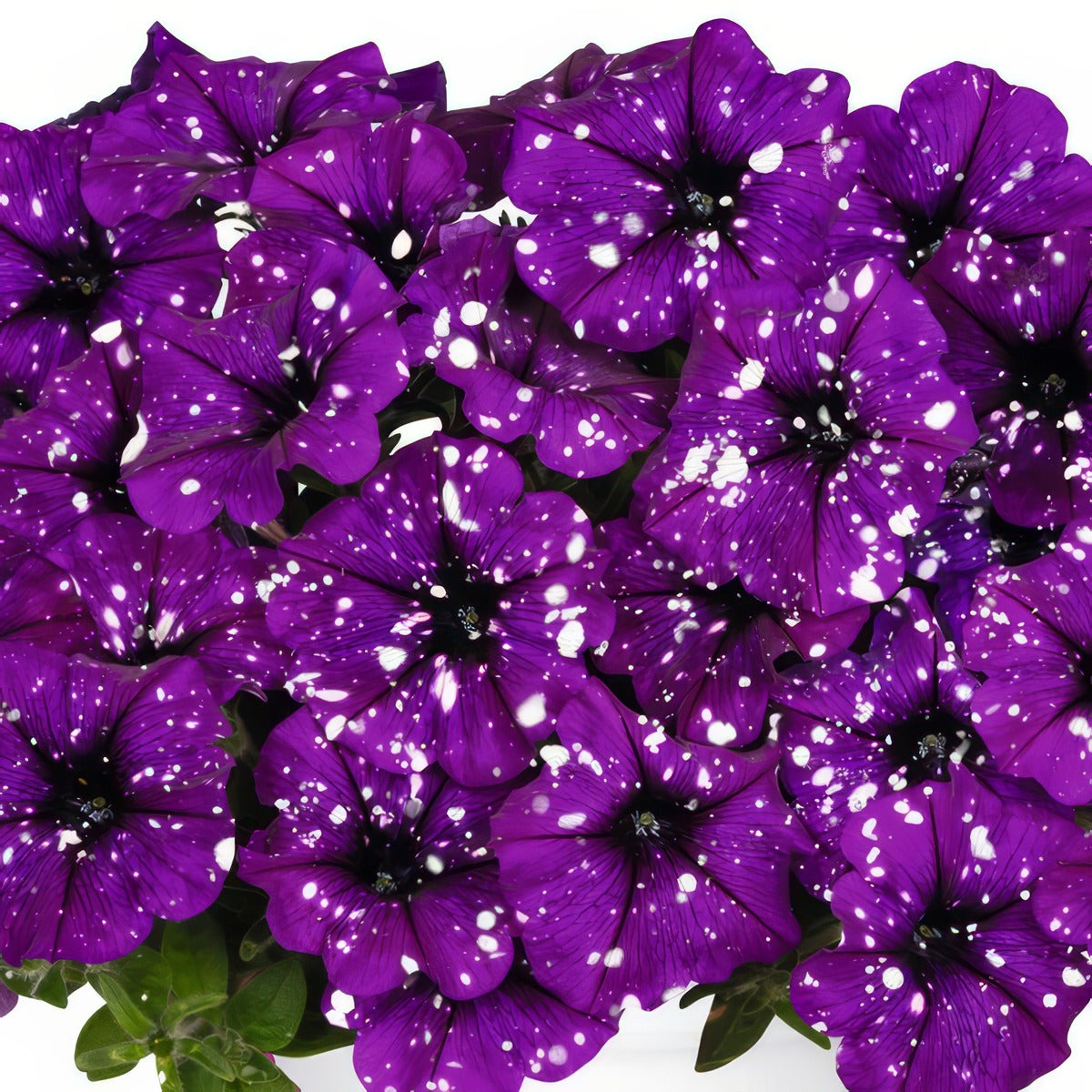 Petunia Sparkling Purple - Garden Express Australia