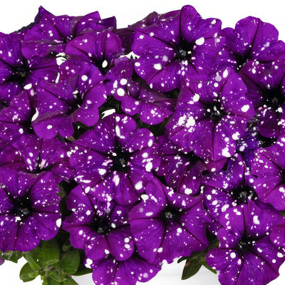 Petunia Sparkling Purple - Garden Express Australia