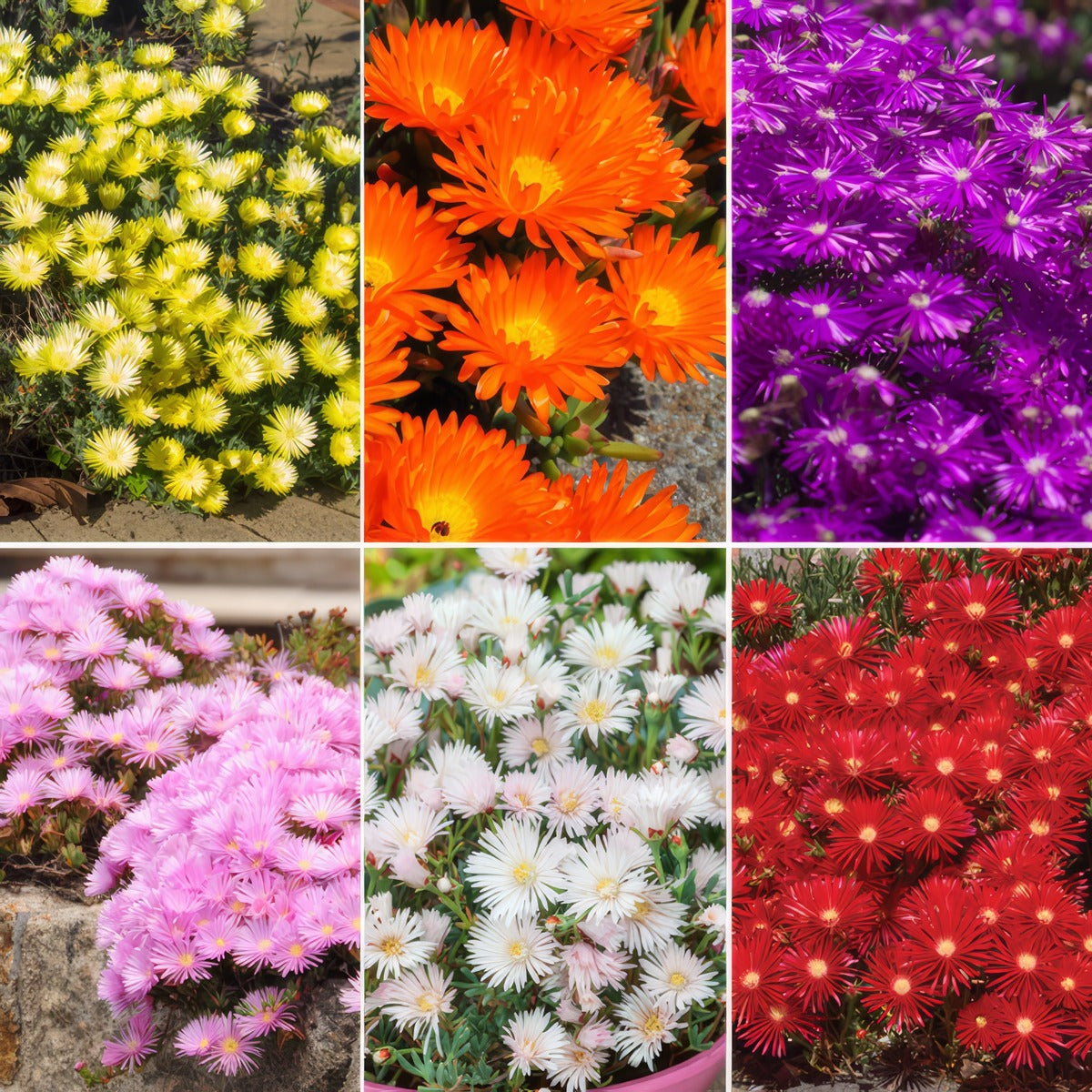 Pig Face Collection Colpfacol - Garden Express Australia