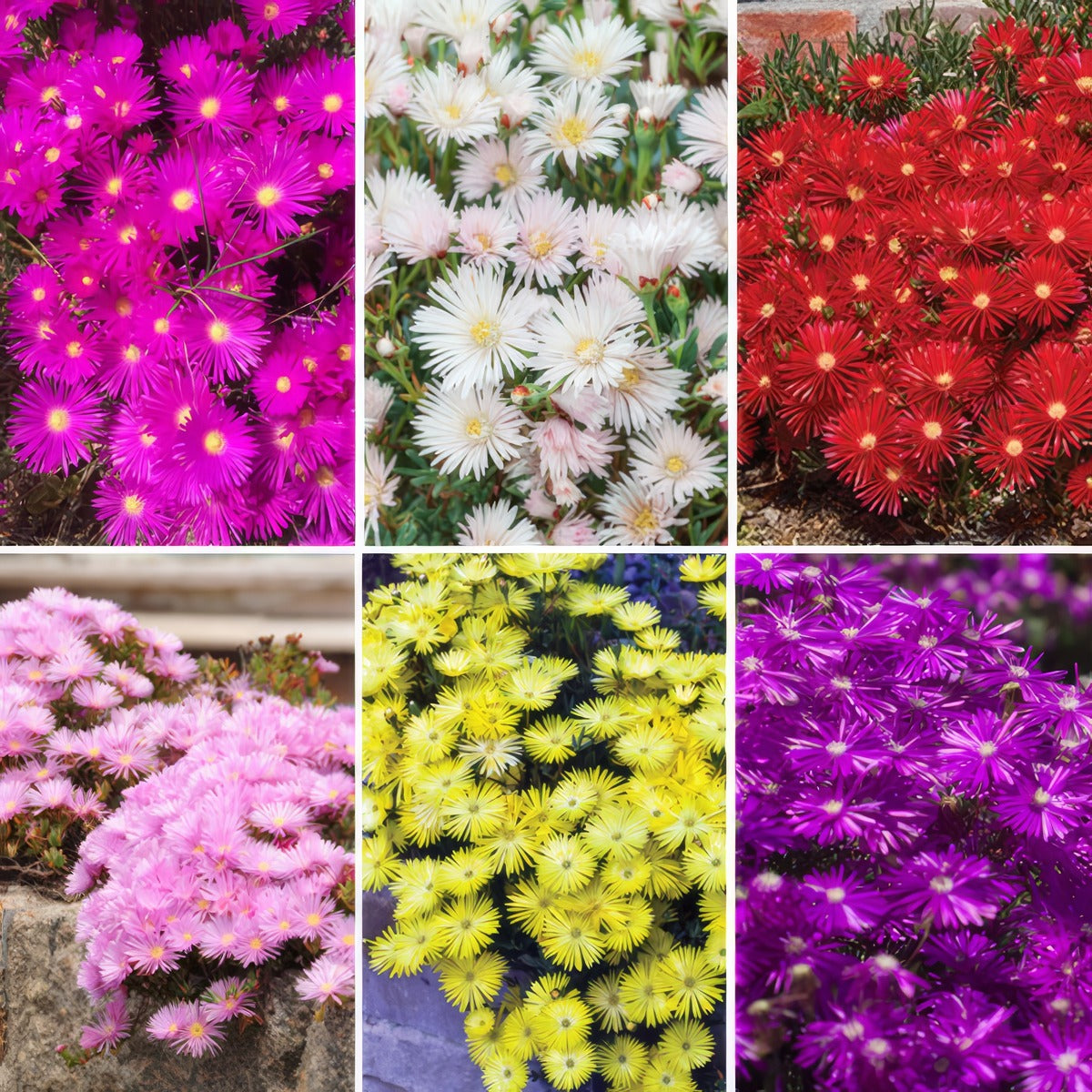 Pig Face Summer Coll 2022 Colpfasco - Garden Express Australia