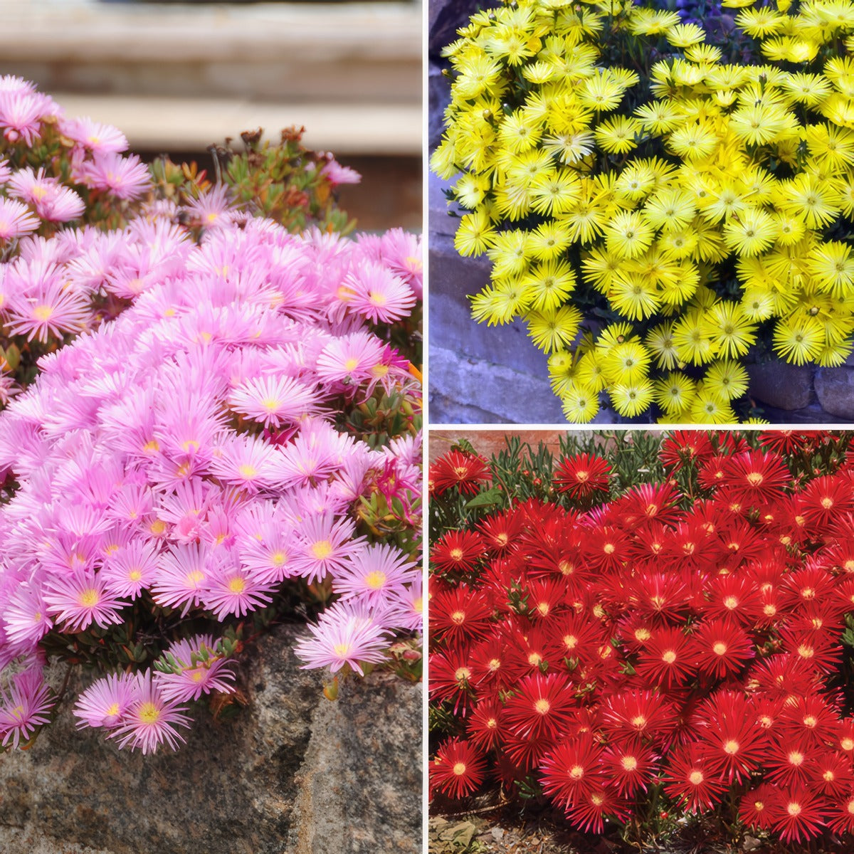 Pig Face Spring Trio Colpfastr - Garden Express Australia