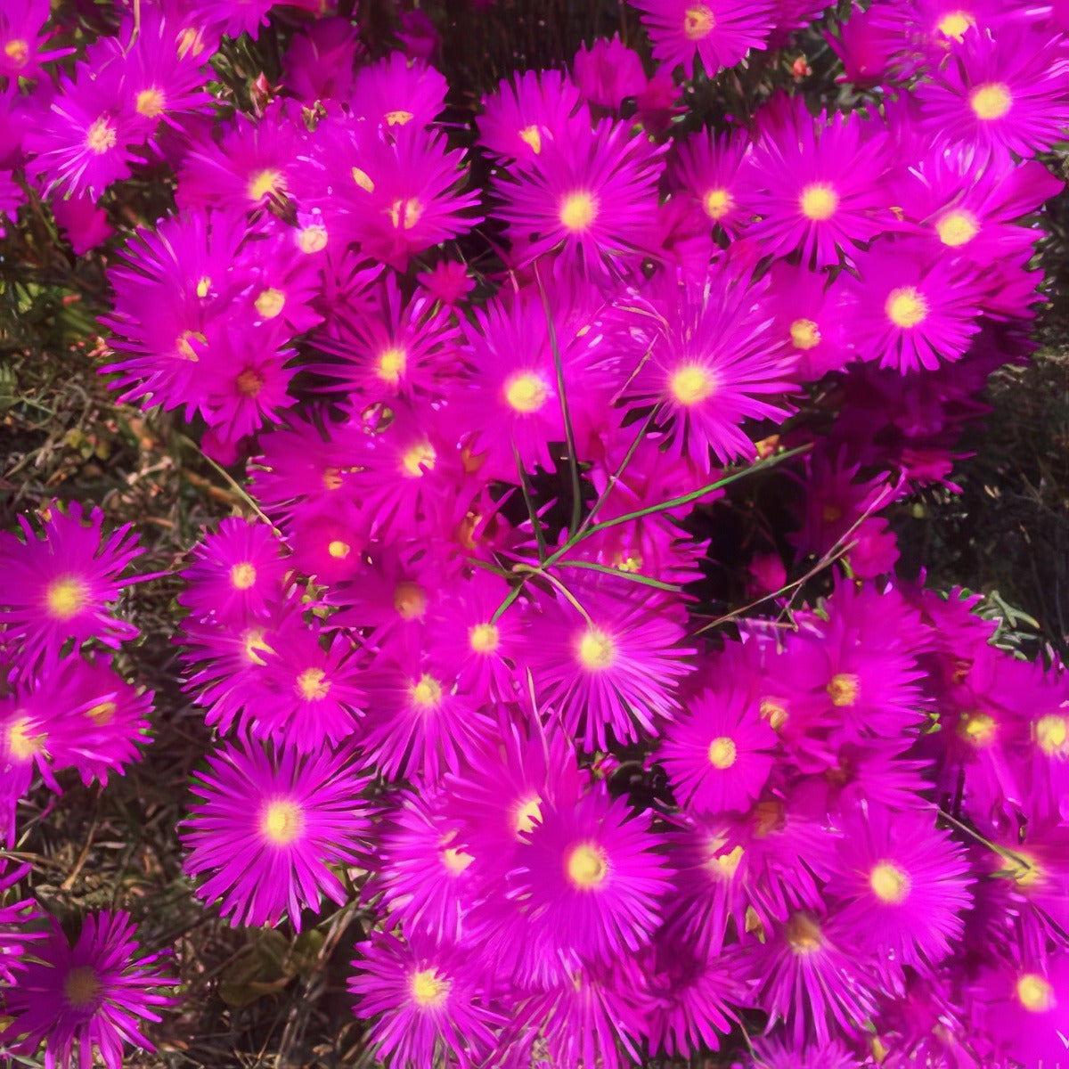Pig Face Magenta Lpopfamag - Garden Express Australia
