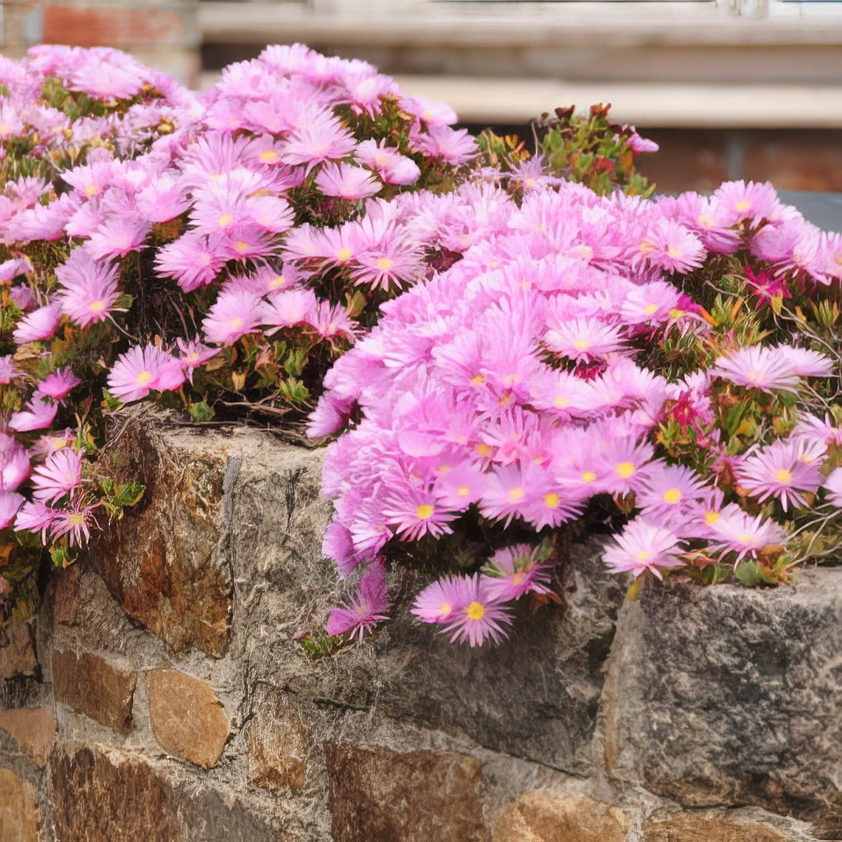 Pigface Pale Pink 16 - Garden Express Australia