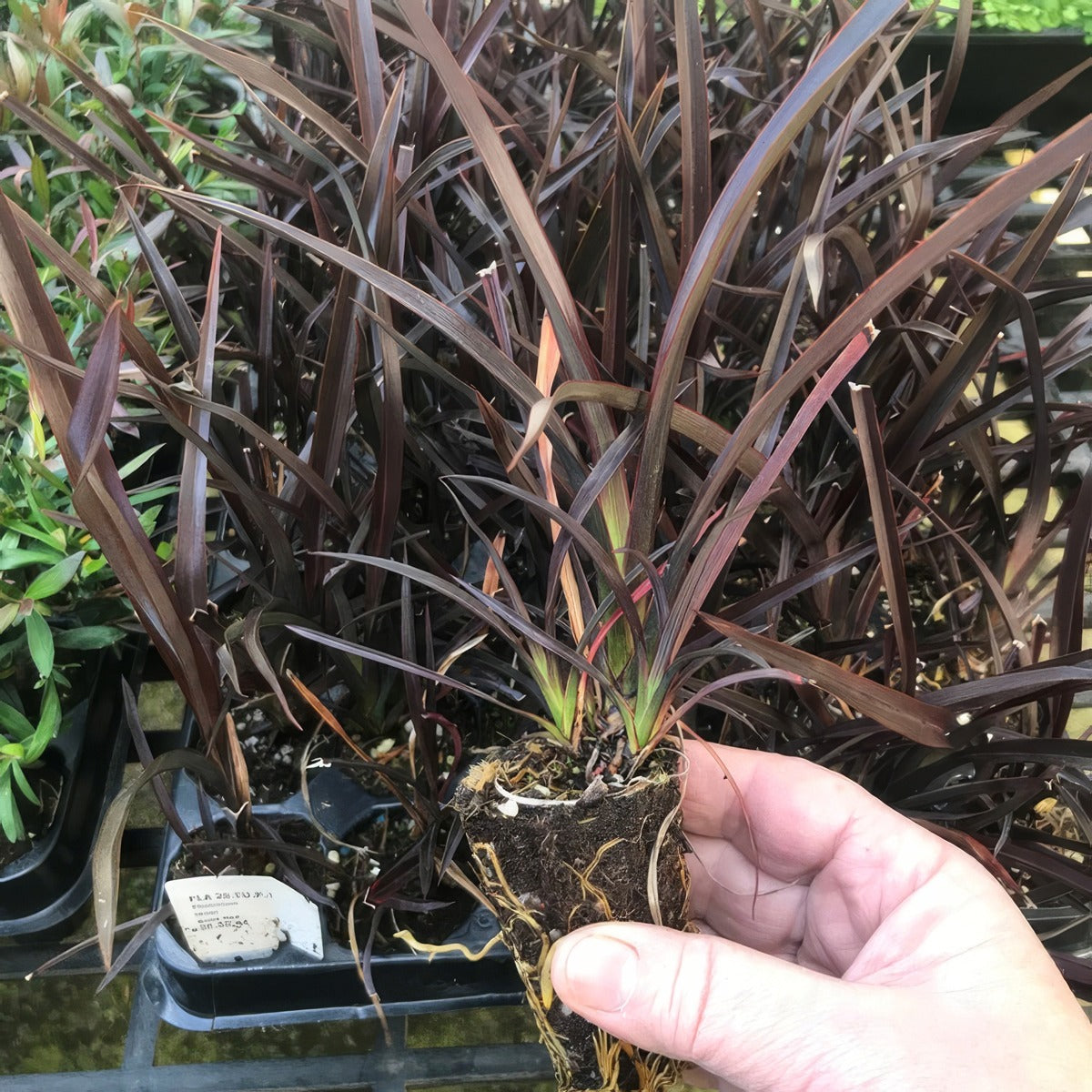 Phormium Anna Red Plug - Garden Express Australia