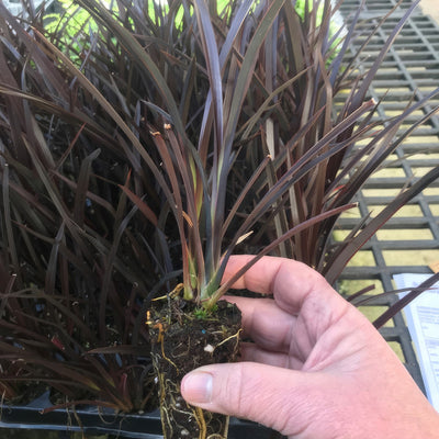 Phormium Dark Delight Plug - Garden Express Australia