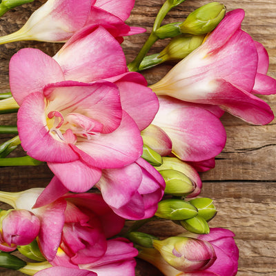 Freesia Pink Devotion Pkfrepde 2026 - Garden Express Australia