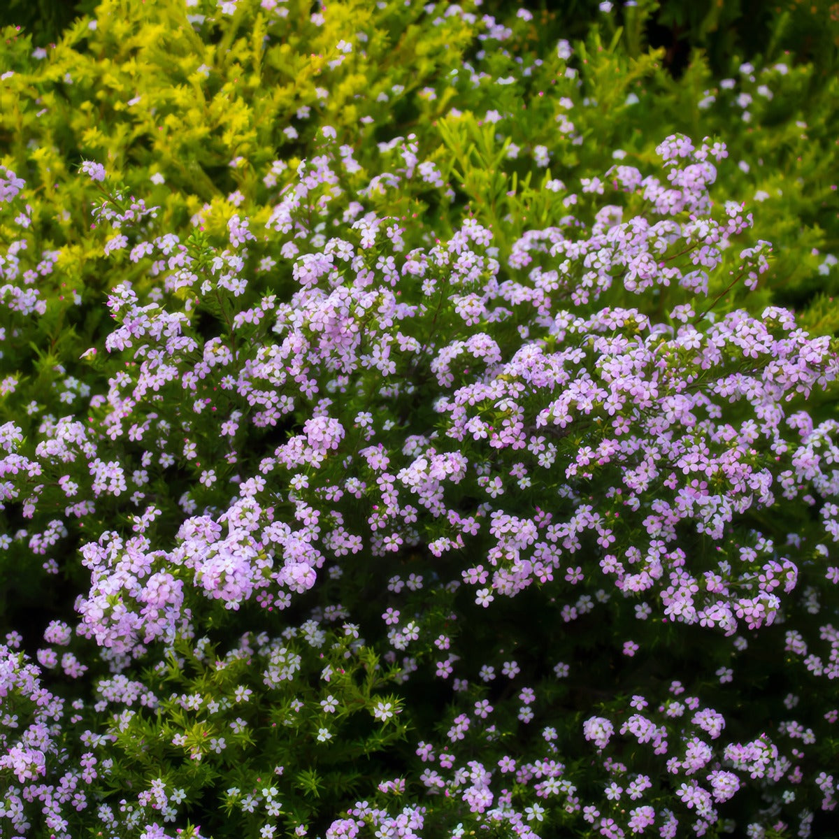 Pink Diosma Lpopindio - Garden Express Australia