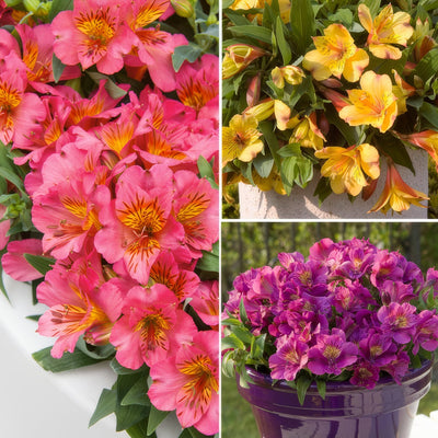 Princess Lily Collection 2 2025 Colplico2 - Garden Express Australia