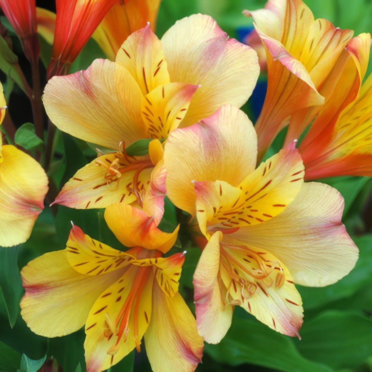 Alstroemeria Princess Lily Ariane Pplpliari - Garden Express Australia