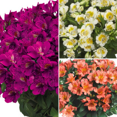 Princess Lily Collection 4 2025 Colplico4 - Garden Express Australia