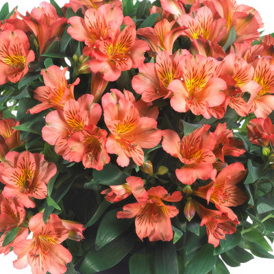 Princess Lily Eliane Orange Pplpliero - Garden Express Australia
