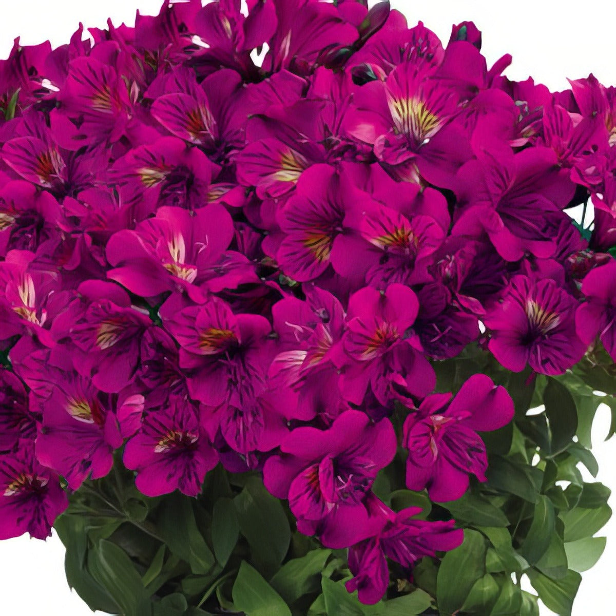 Princess Lily Tamara 2021 Pplplitam - Garden Express Australia