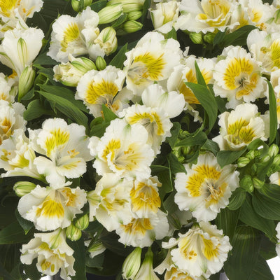 Princess Lily Yentl Pplpliyen - Garden Express Australia