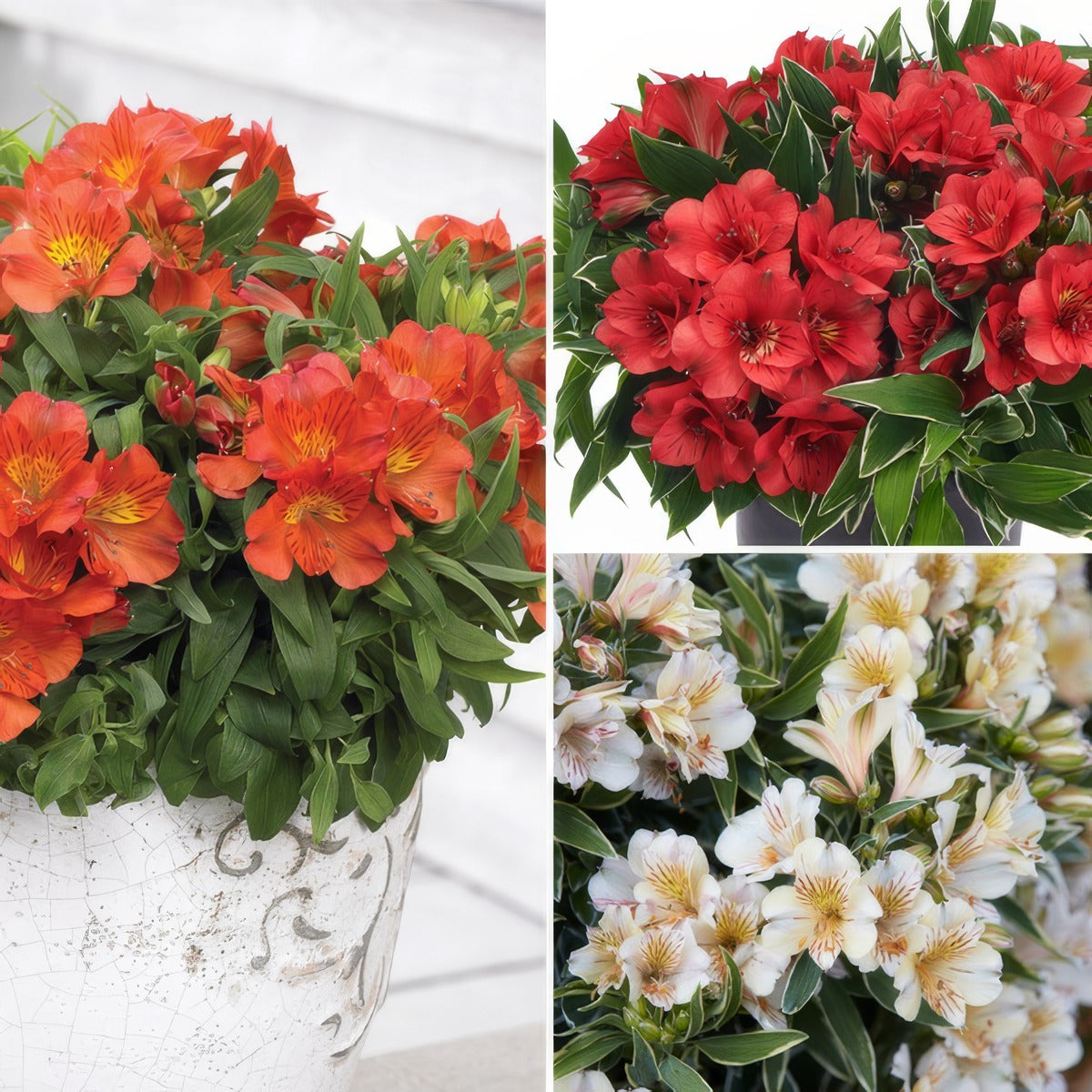 Princess Lily Collection 1 2025 Colplicol - Garden Express Australia