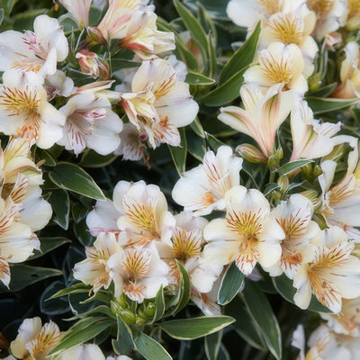 Princess Lily Fabiana Pplplifab - Garden Express Australia
